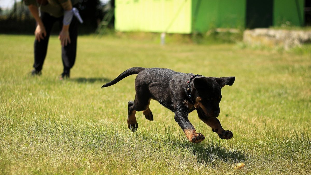 Quelles activités sportives faire avec son chien ?