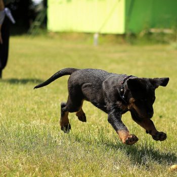 Quelles activités sportives faire avec son chien ?