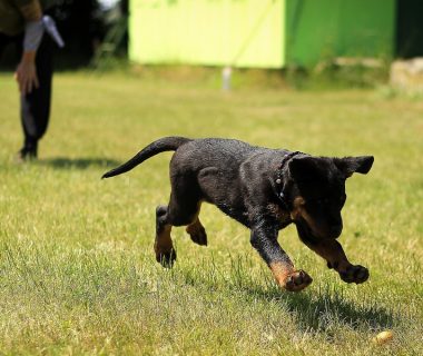 Quelles activités sportives faire avec son chien ?