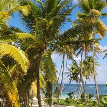 Louer une voiture en martinique pour un séjour en toute liberté